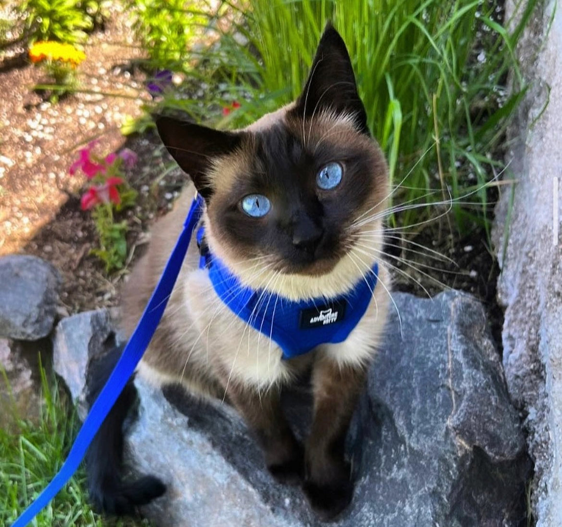 How to Choose the Best Harness for Your Outdoor Cat