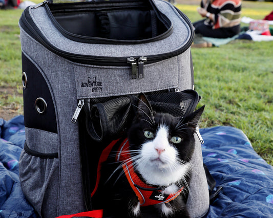 Black and white cat in a Adventure Kitty backpack