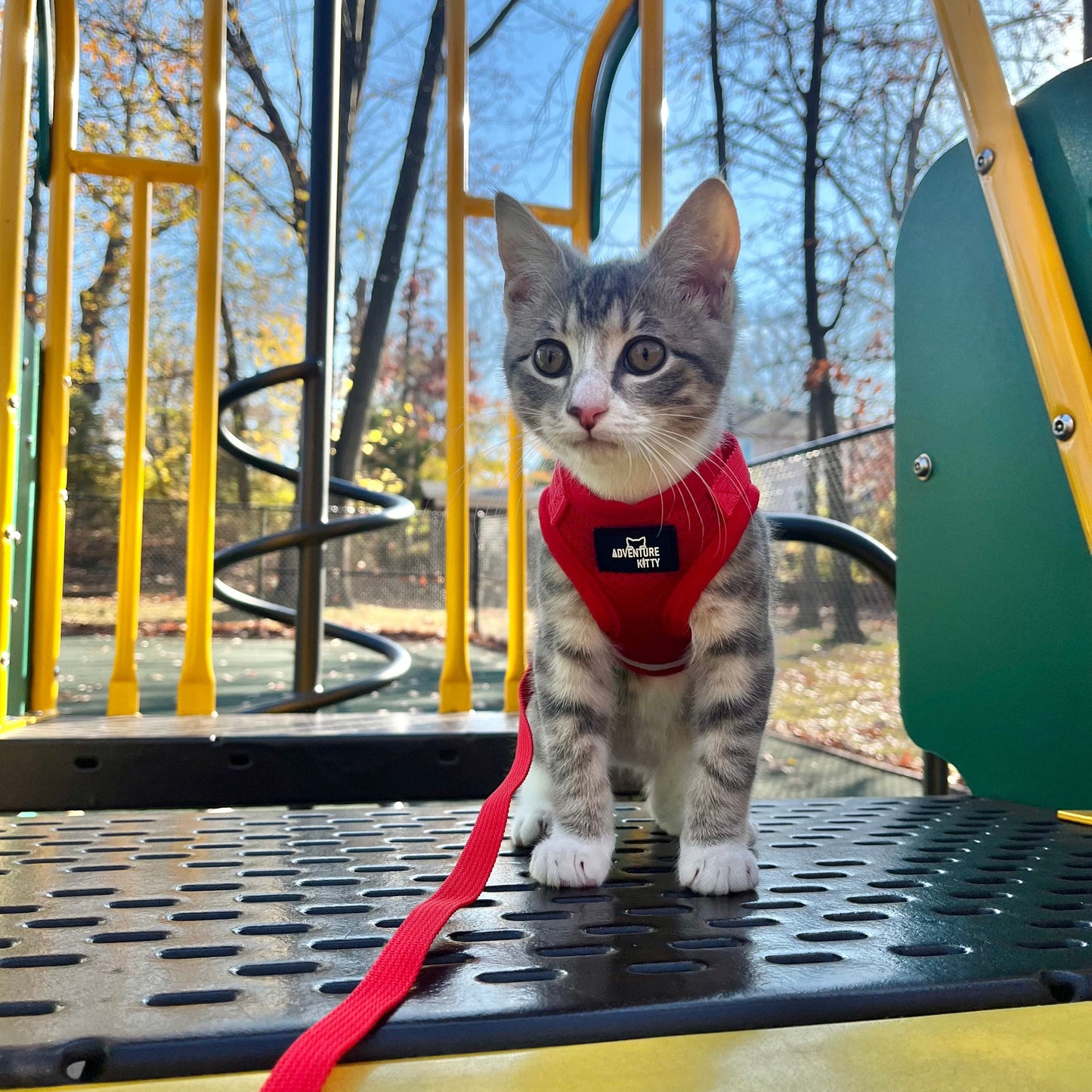 THE MEOWCAT HARNESS AND LEASH