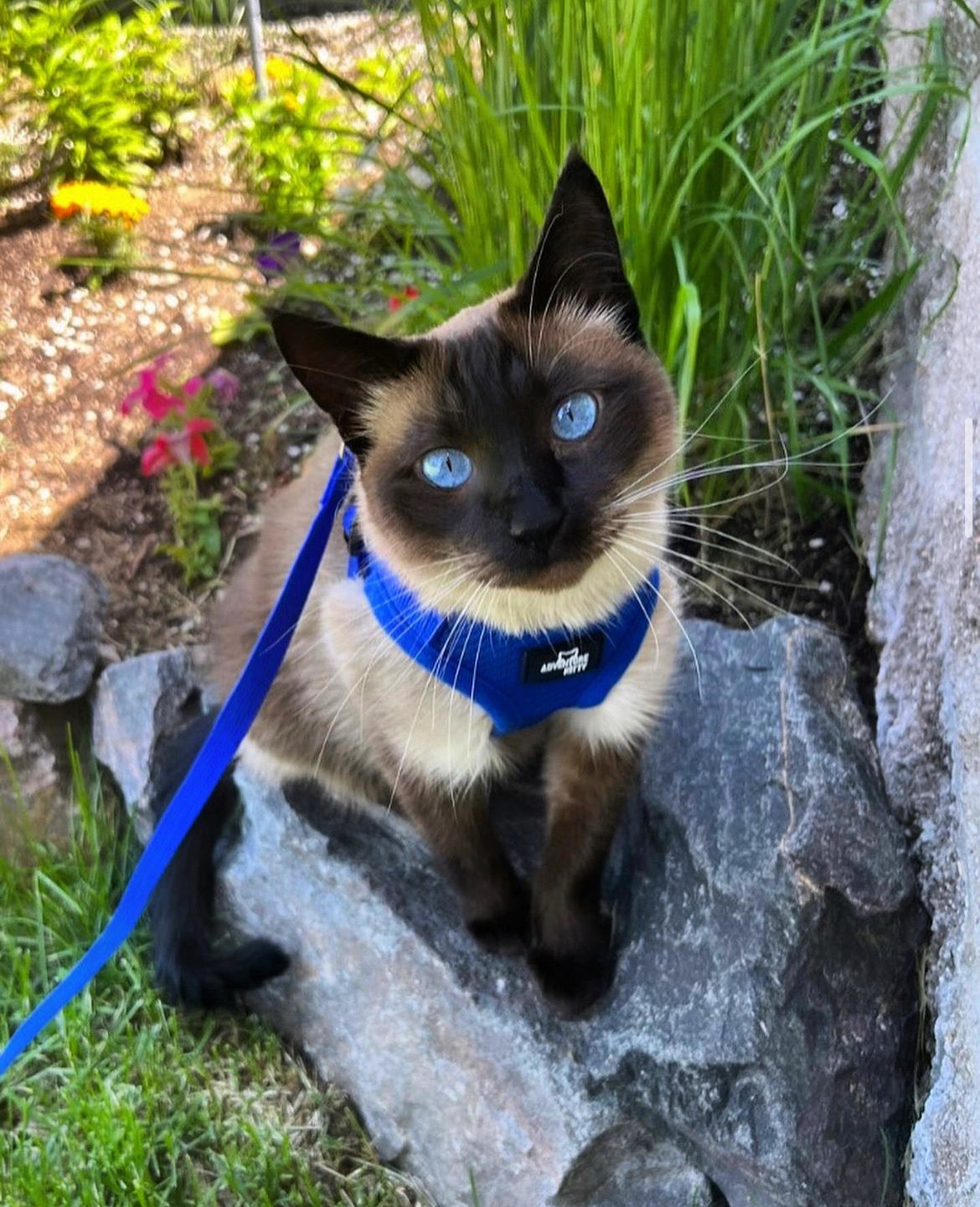 THE MEOWCAT HARNESS AND LEASH