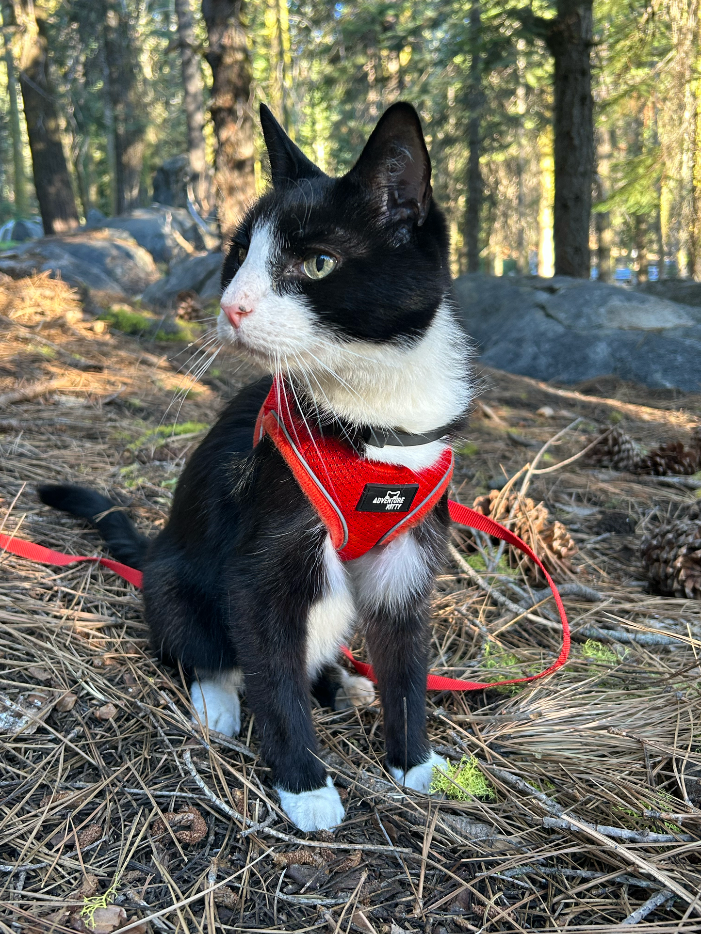 THE MEOWCAT HARNESS AND LEASH