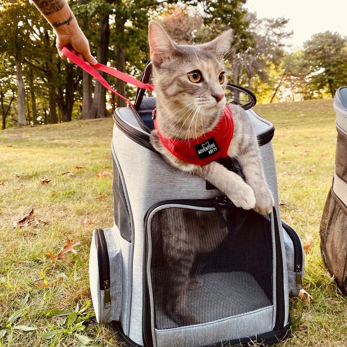 Adventure cat backpack best sale