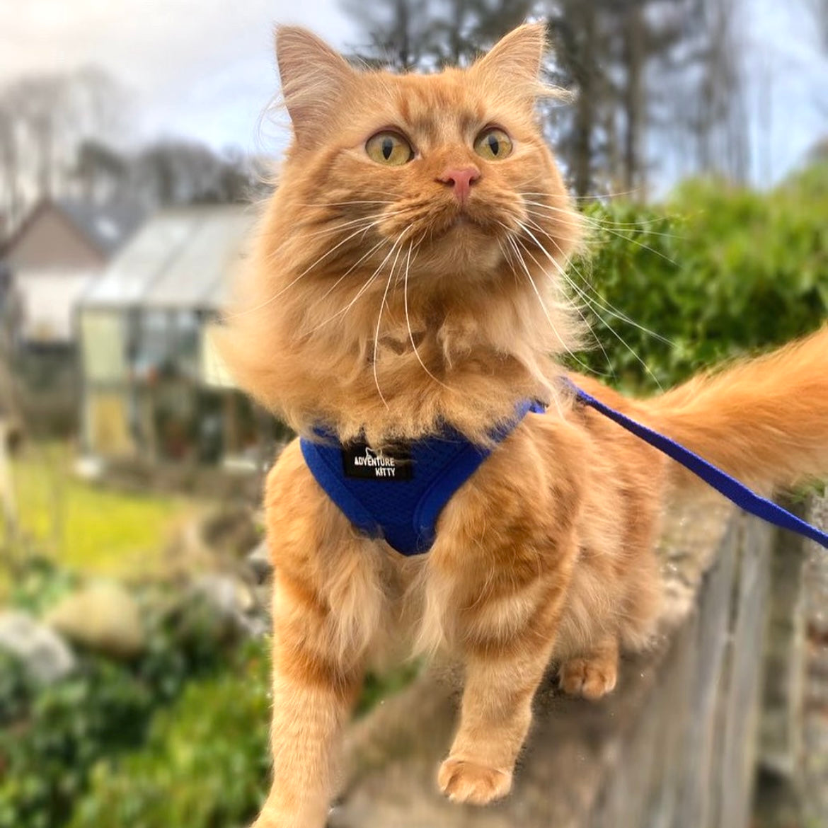 Adventure cat harness best sale