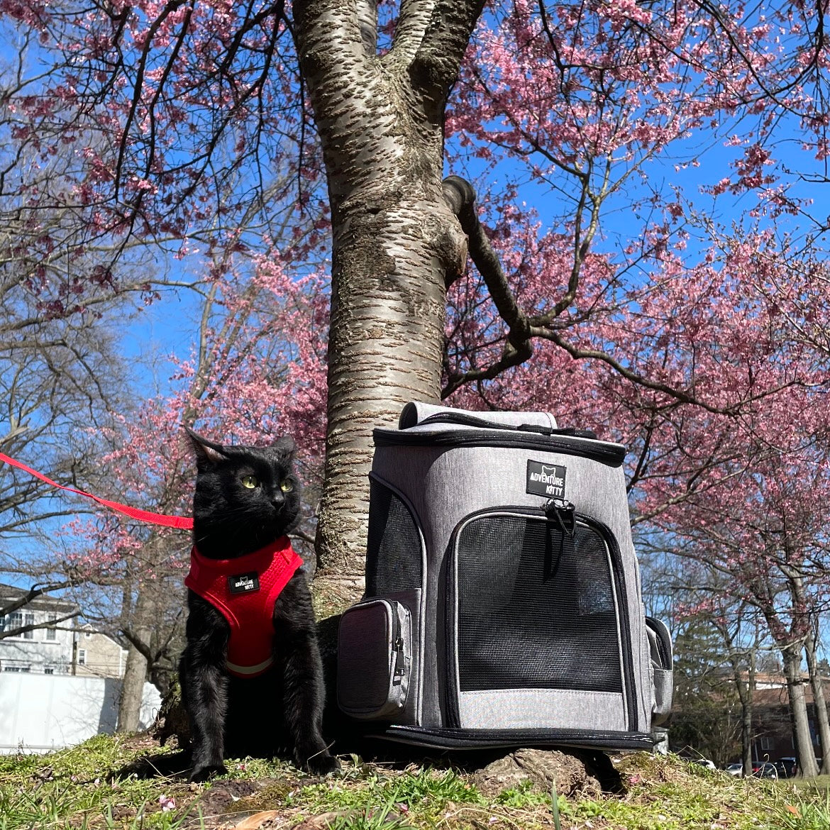 Kitty cat cheap backpack