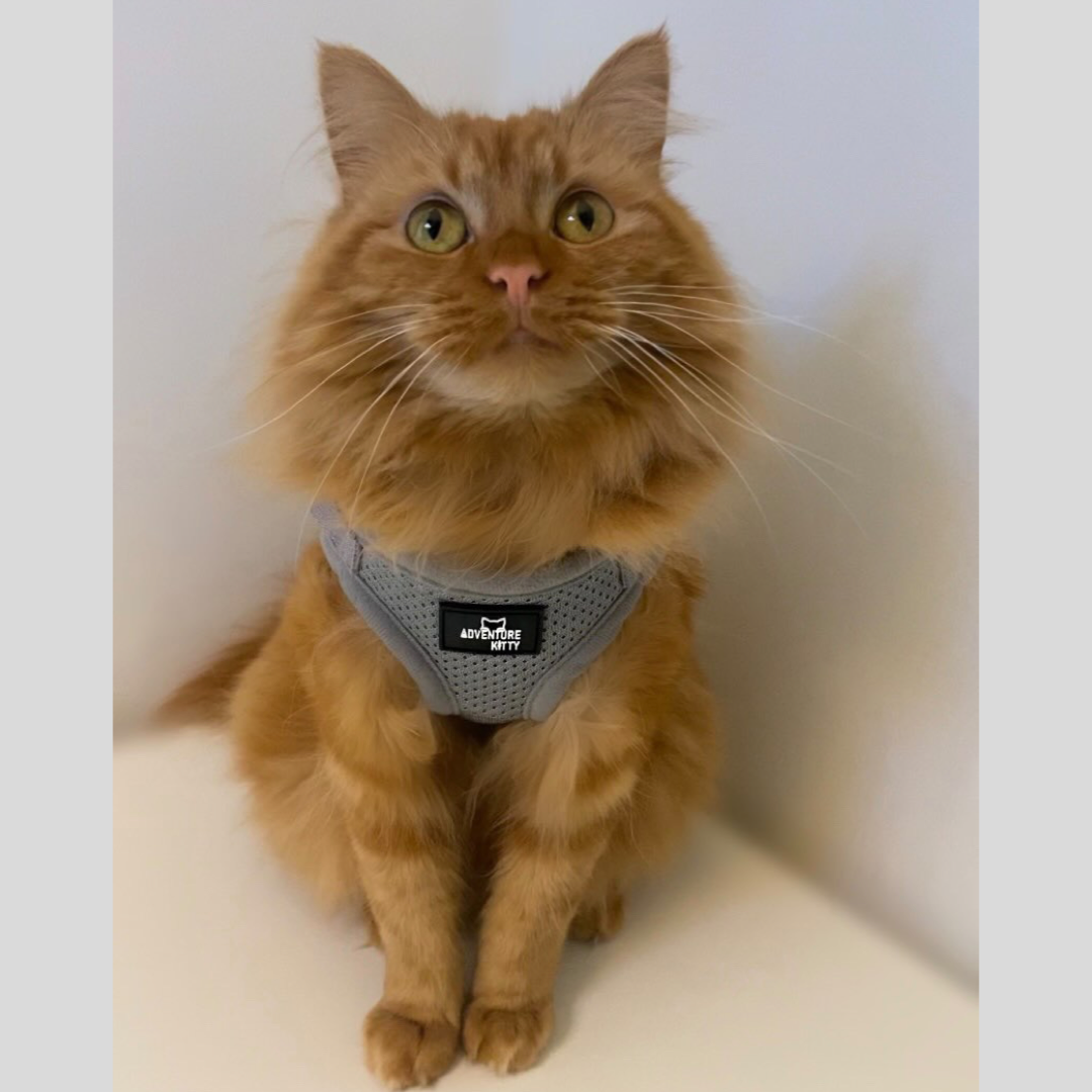 THE MEOWCAT HARNESS AND LEASH