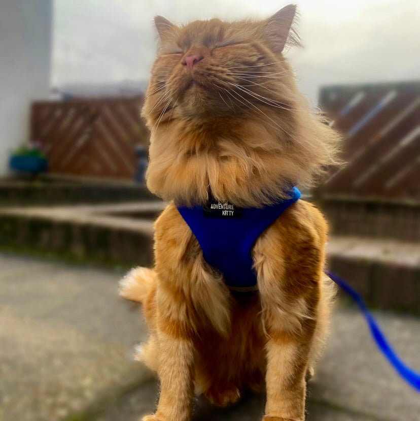 THE MEOWCAT HARNESS AND LEASH