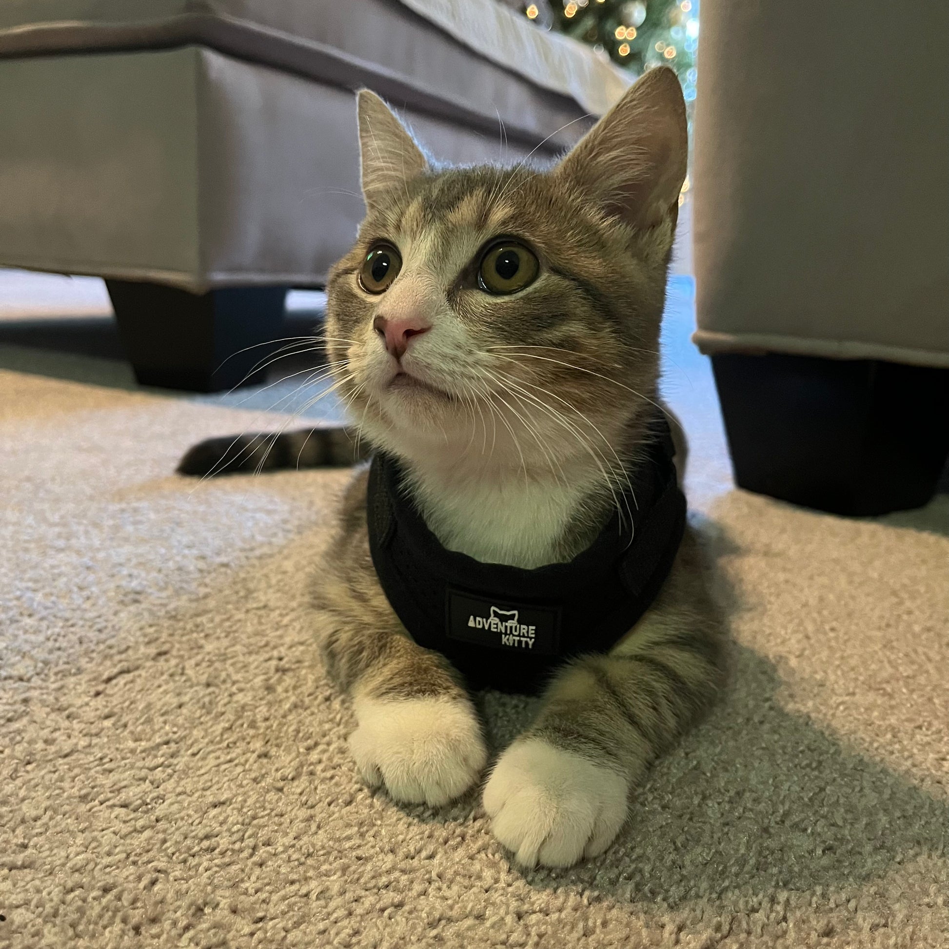 Adventure cat harness hot sale